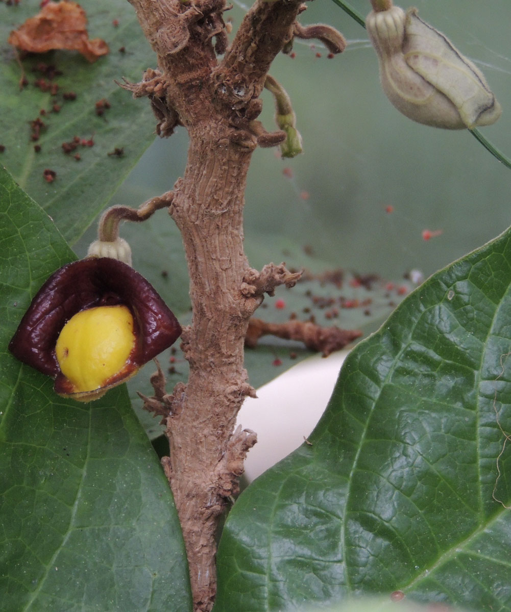 Aristolochiaceae Aristolochia panamensis