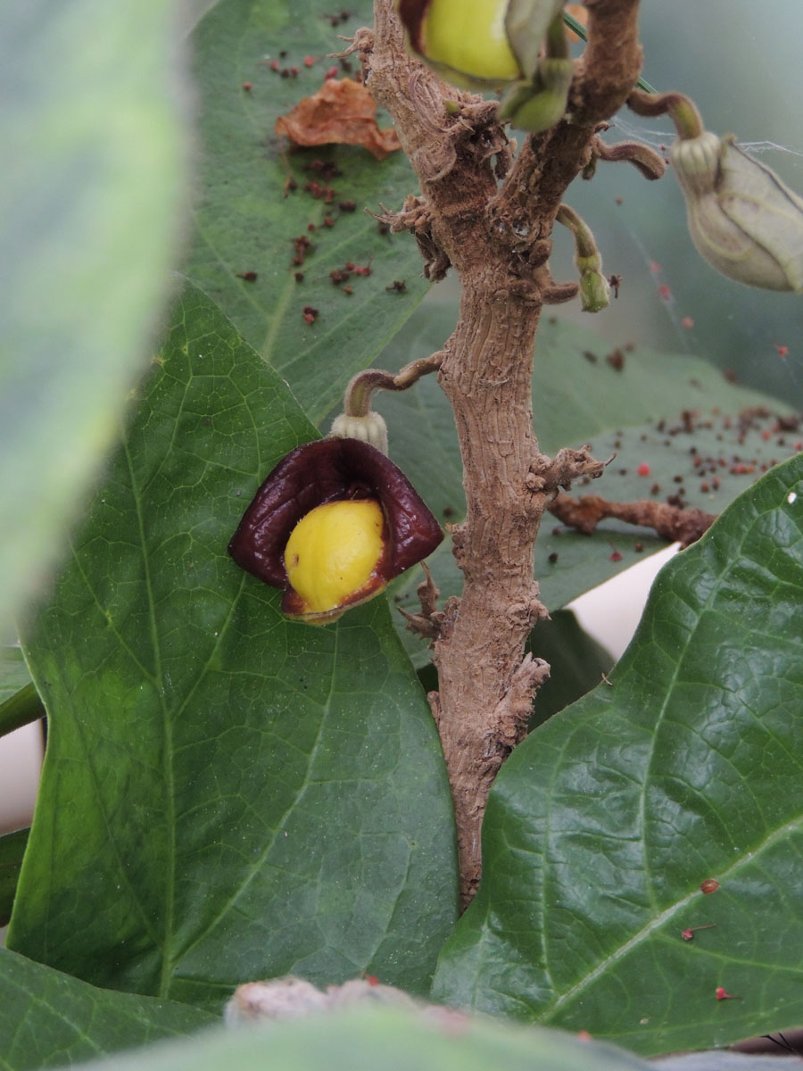Aristolochiaceae Aristolochia panamensis