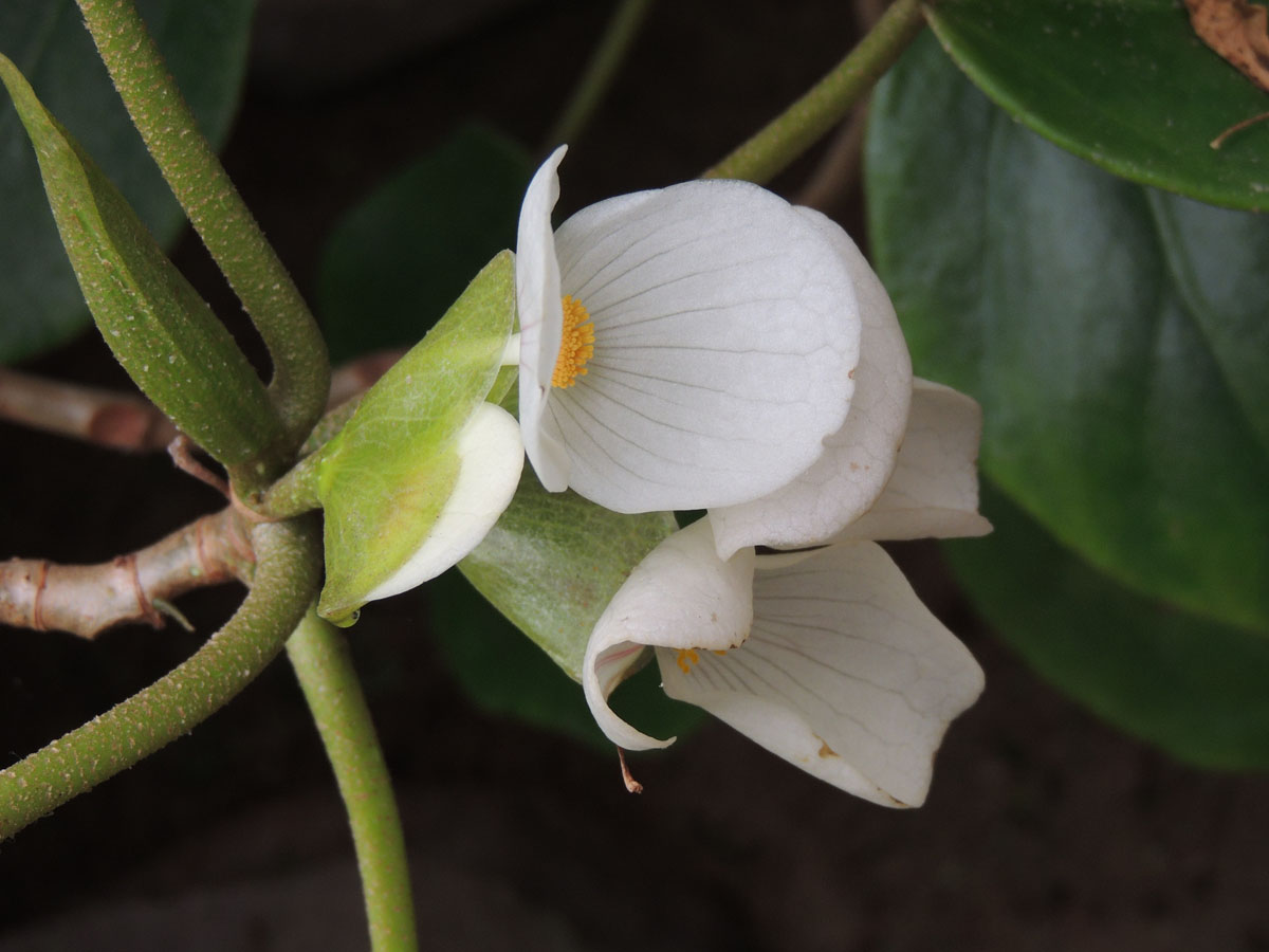 Begoniaceae Begonia ampla