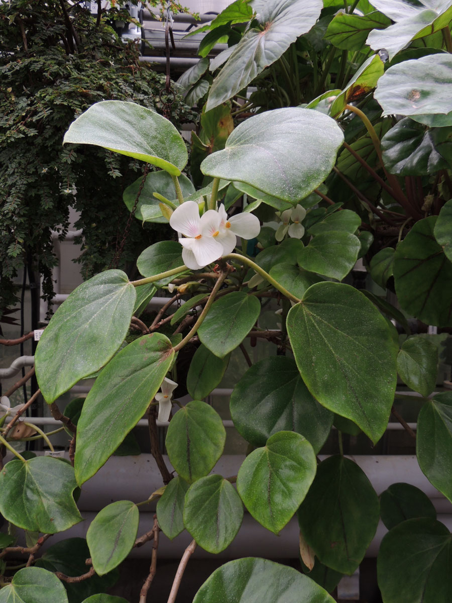 Begoniaceae Begonia ampla