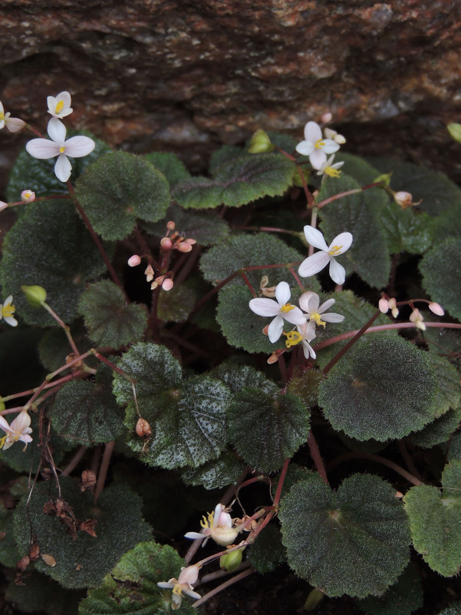 Begoniaceae Begonia hoehneana