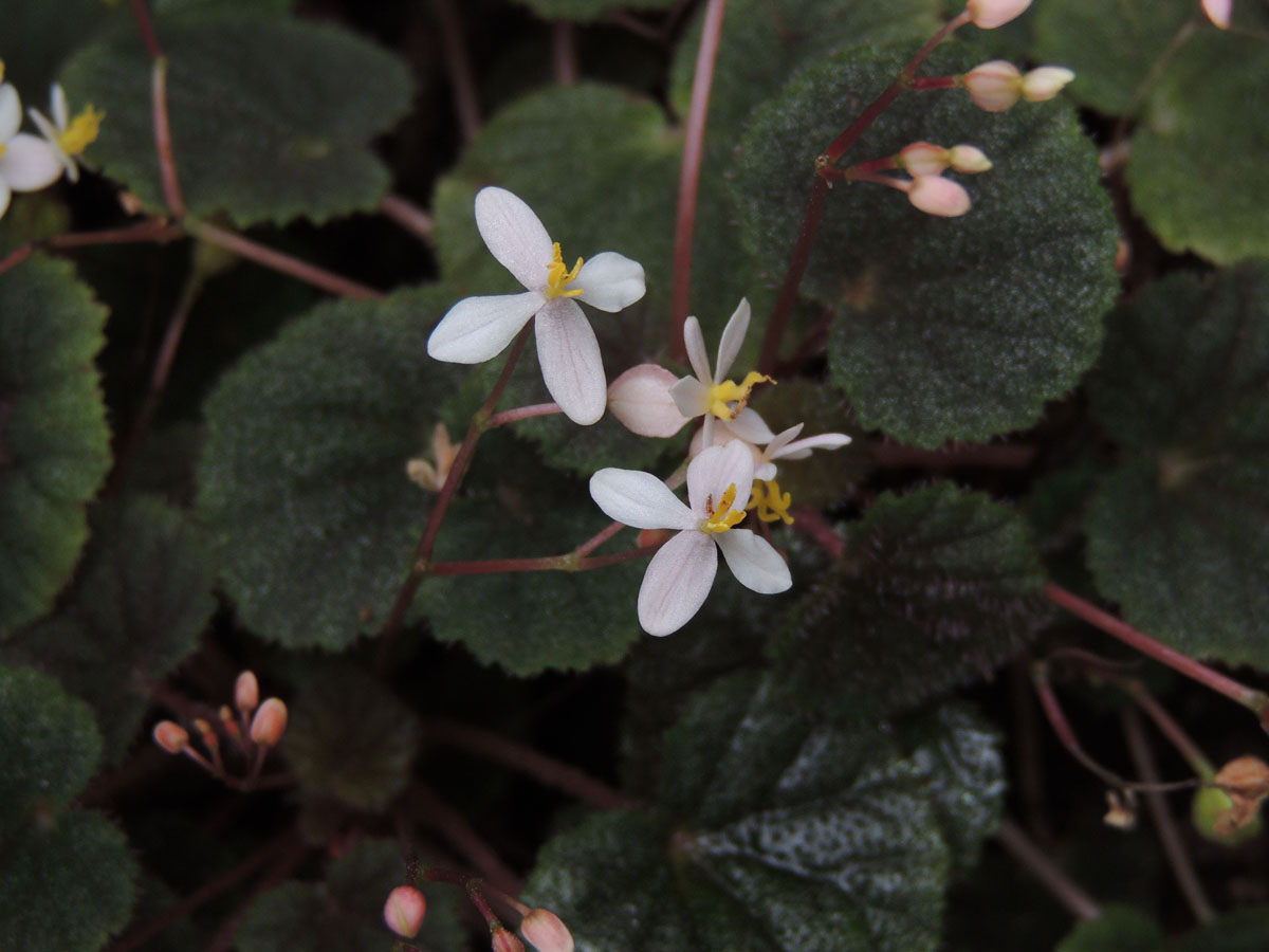Begoniaceae Begonia hoehneana