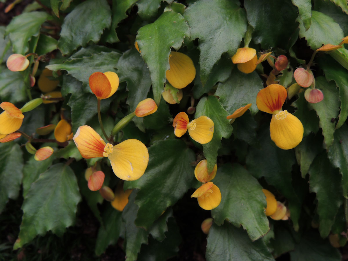 Begoniaceae Begonia prismatocarpa