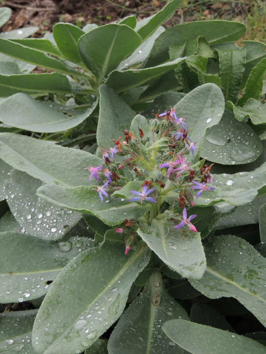 Boraginaceae Caccinia macranthera