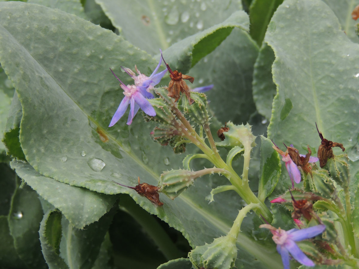 Boraginaceae Caccinia macranthera