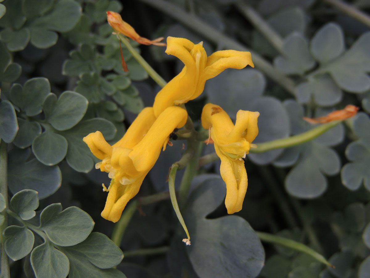 Papaveraceae Corydalis wilsonii