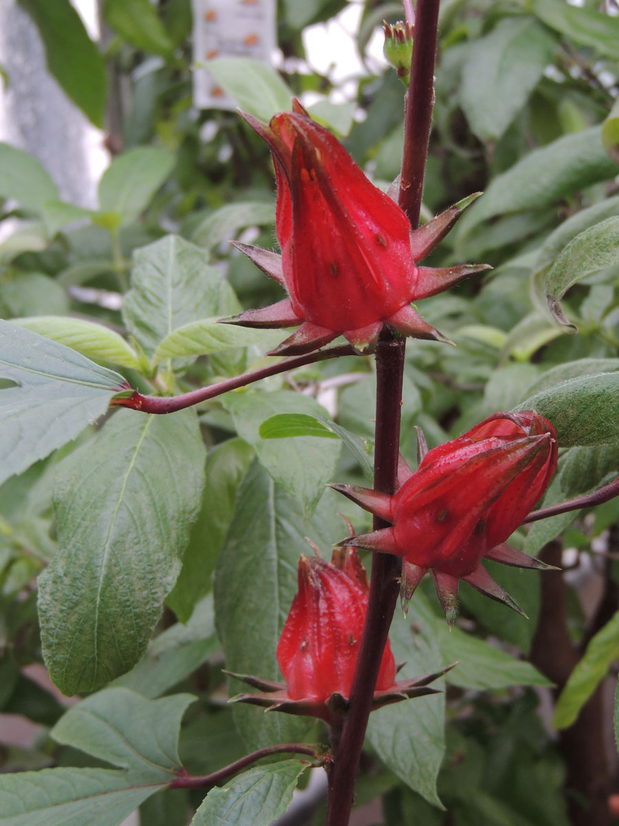 Malvaceae Hibiscus sabdariffa