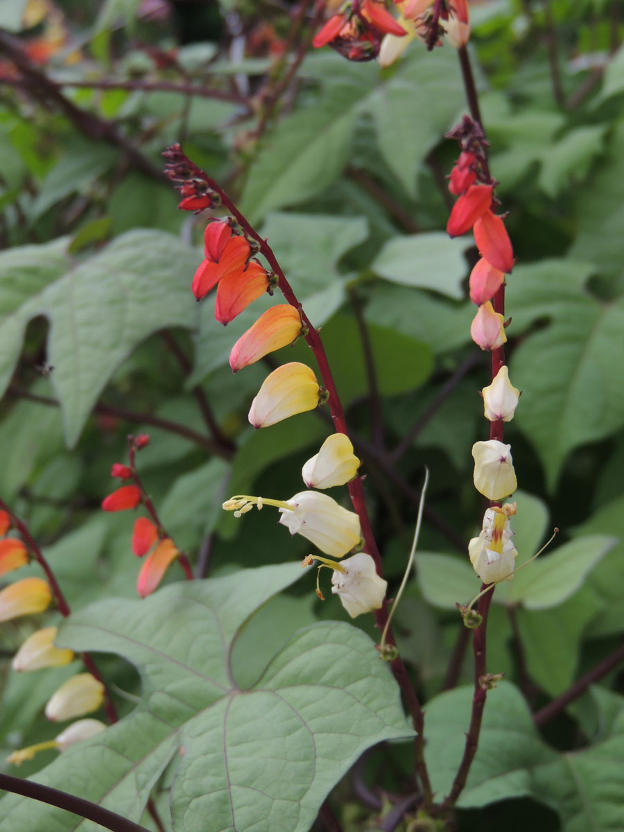 Convolvulaceae Ipomoea lobata