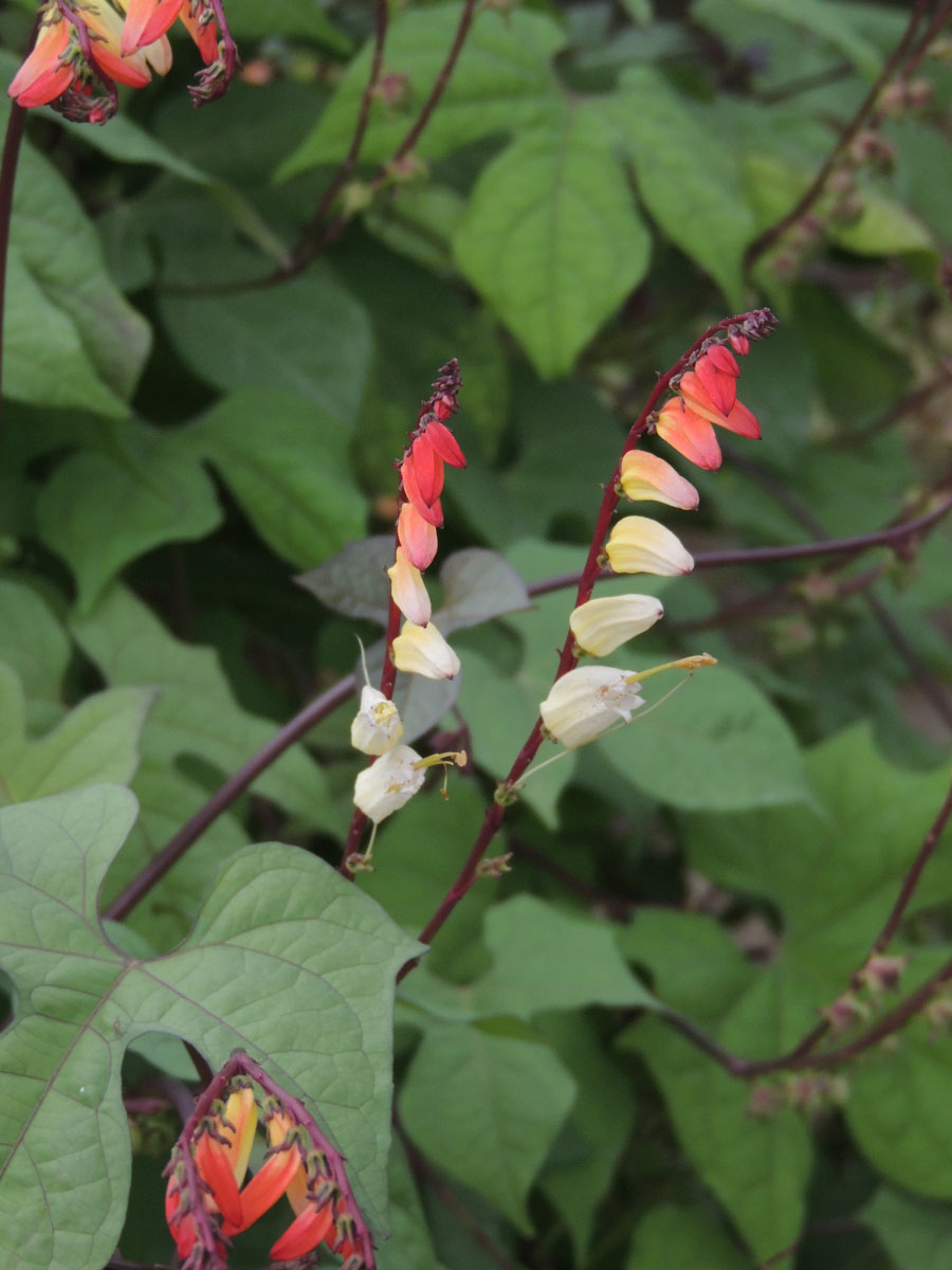 Convolvulaceae Ipomoea lobata
