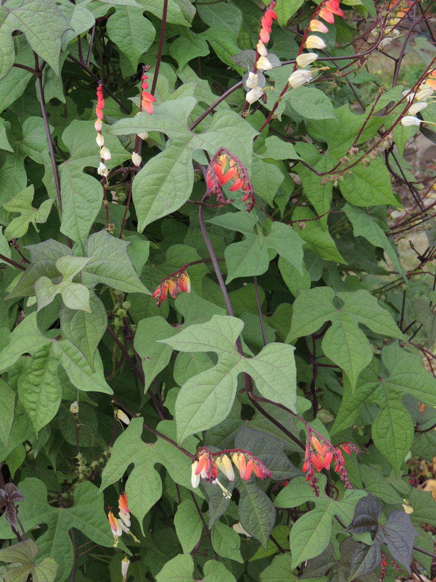Convolvulaceae Ipomoea lobata