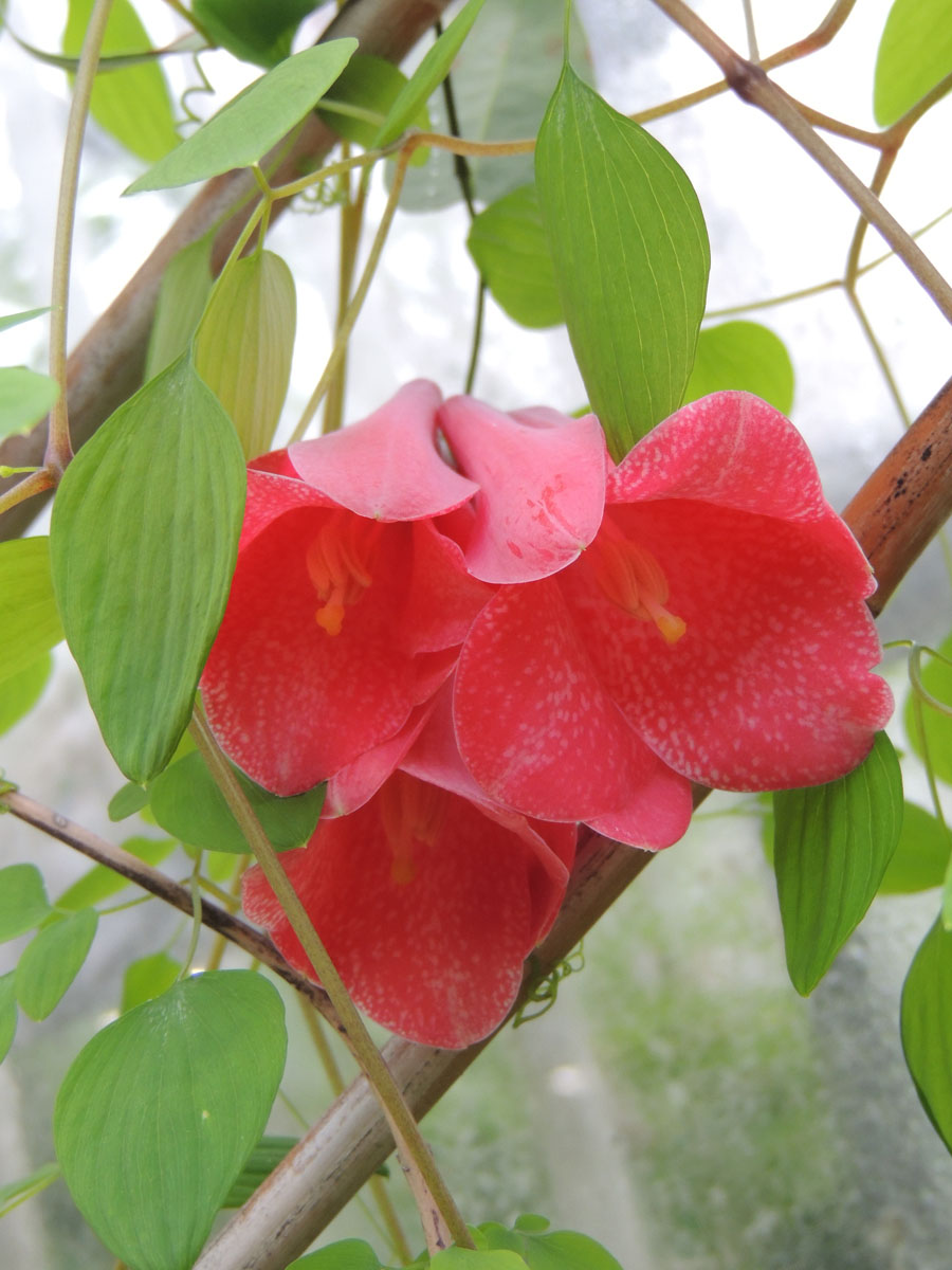 Philesiaceae Lapageria rosea