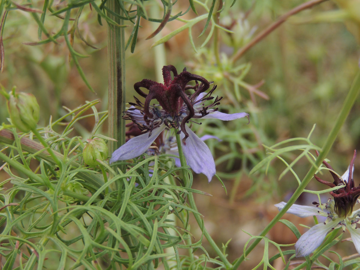 Ranunculaceae Nigella hispanica
