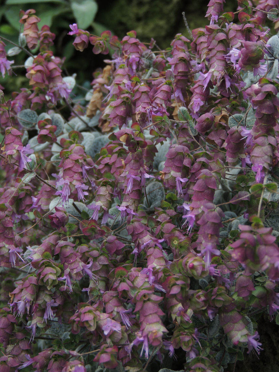 Lamiaceae Origanum dictamnus