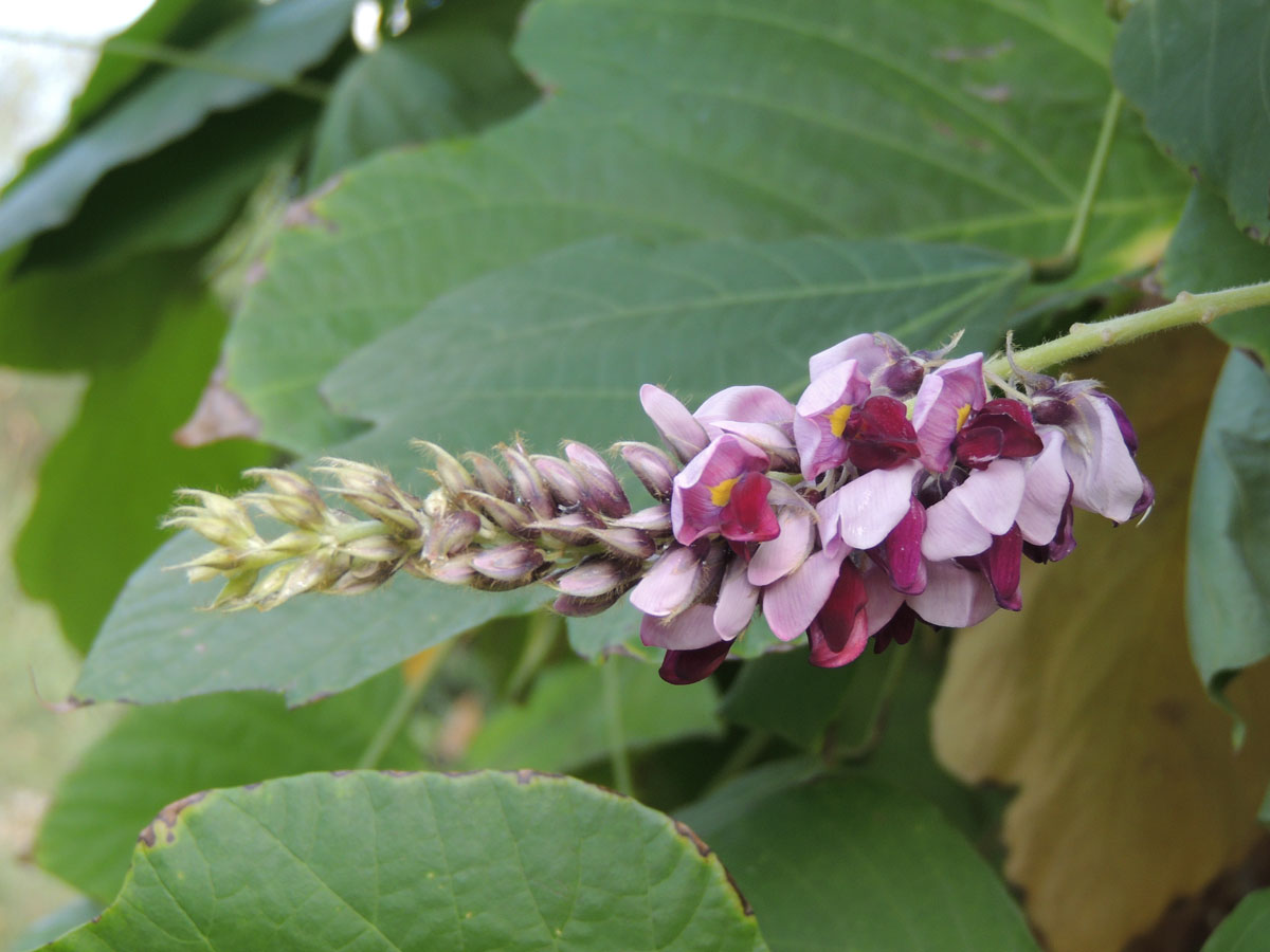 Fabaceae Pueraria montana