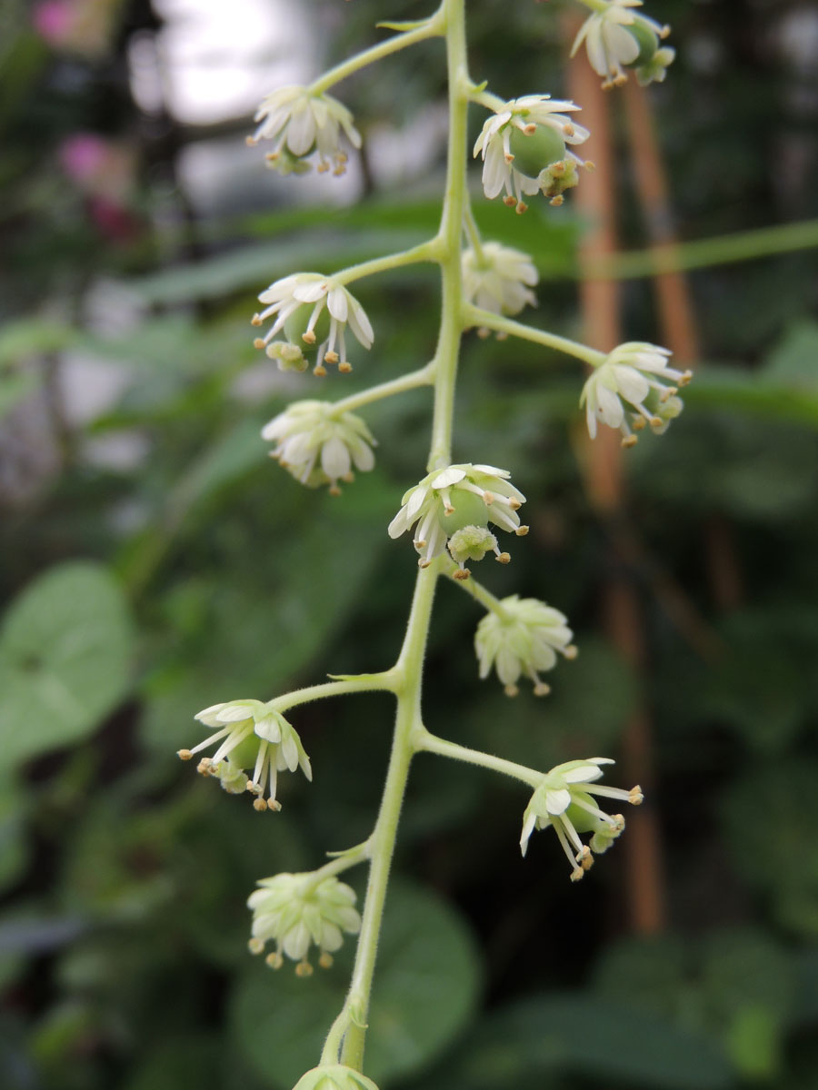 Tovariaceae Tovaria pendula