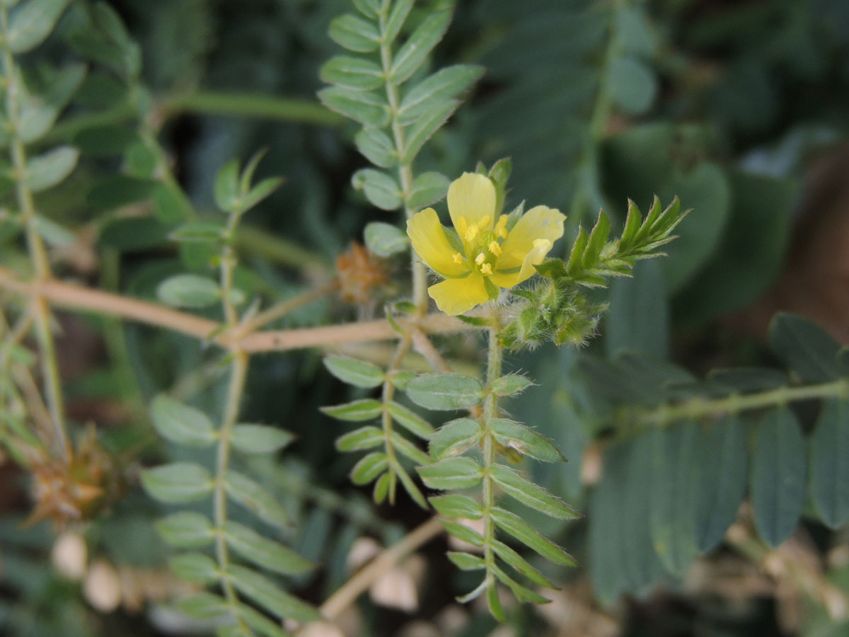 Zygophyllaceae Tribulus terrestris