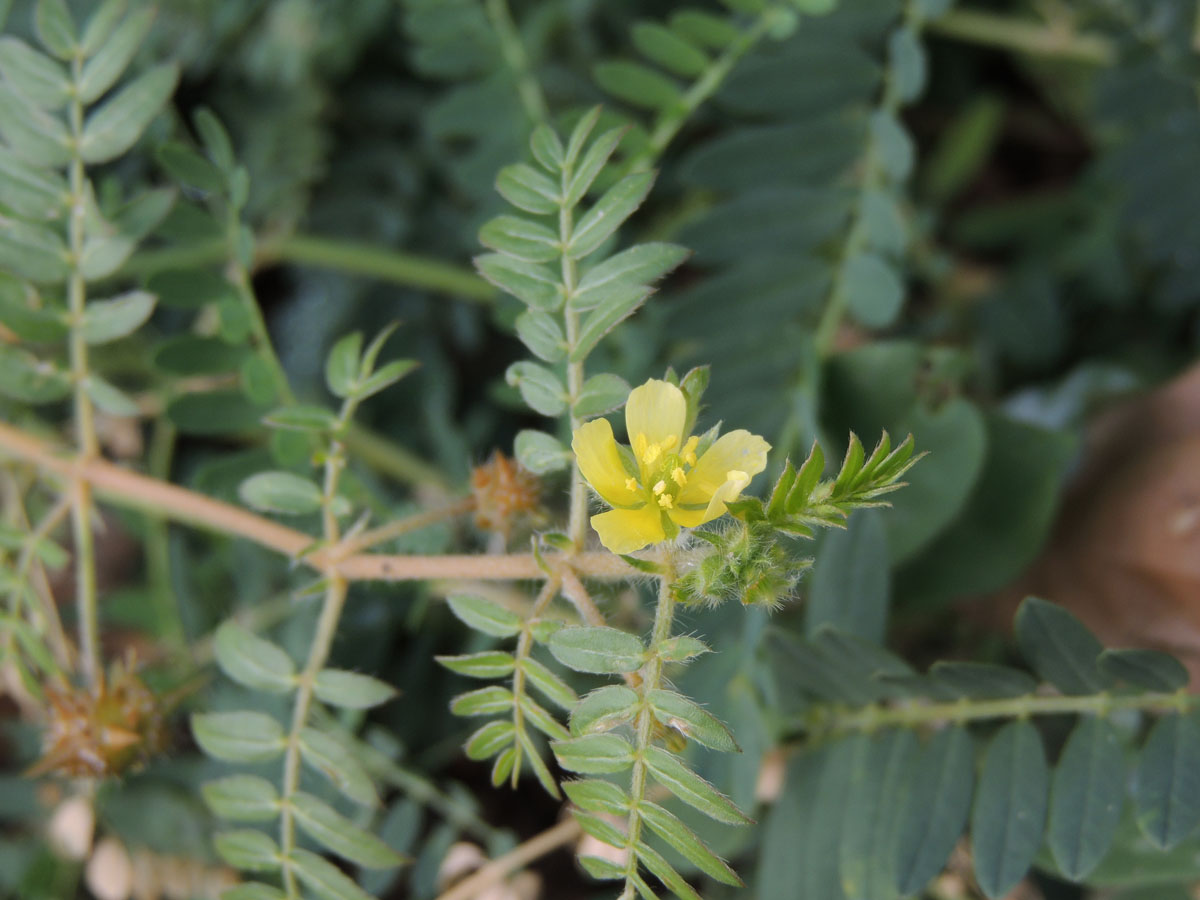 Zygophyllaceae Tribulus terrestris