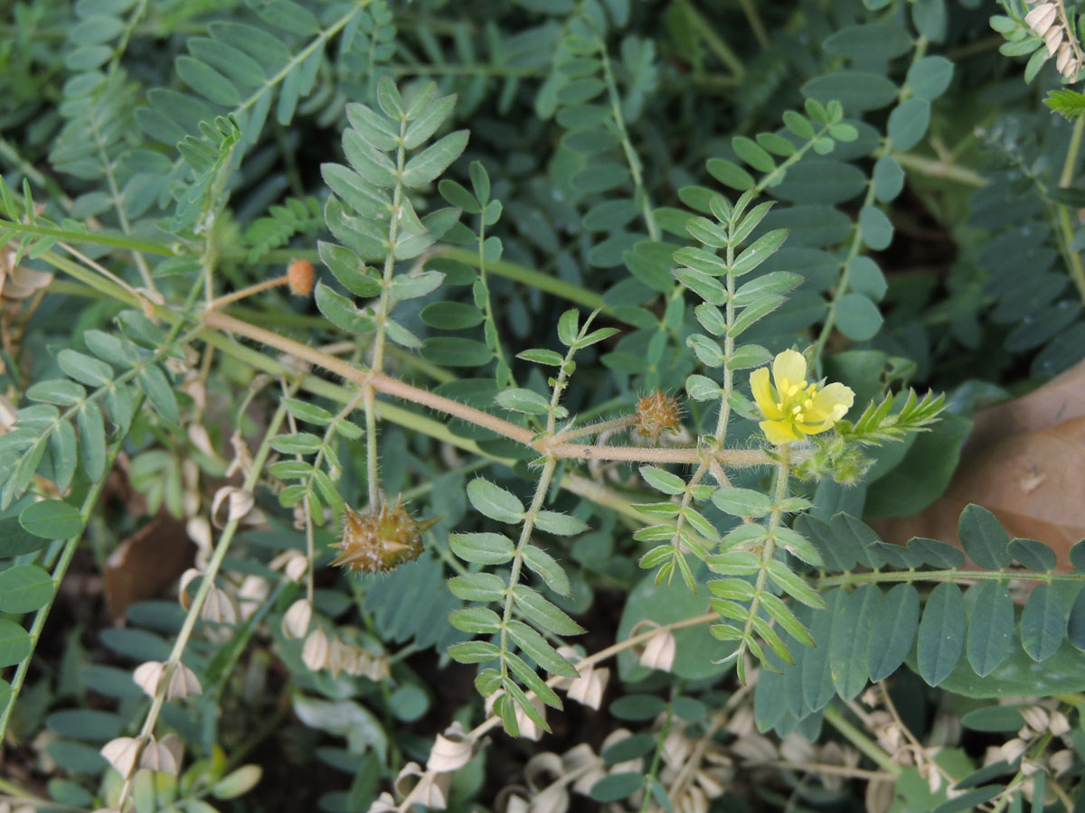 Zygophyllaceae Tribulus terrestris