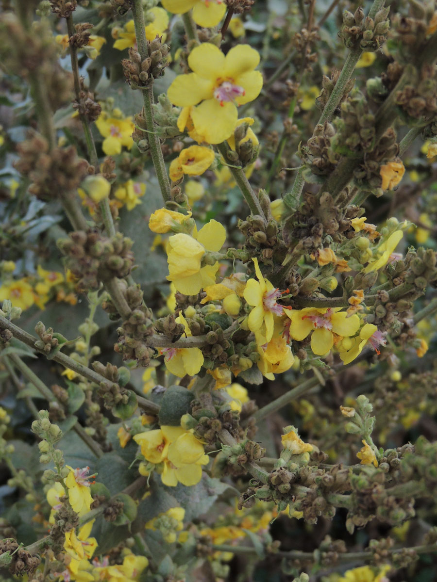 Scrophulariaceae Verbascum epixanthinum