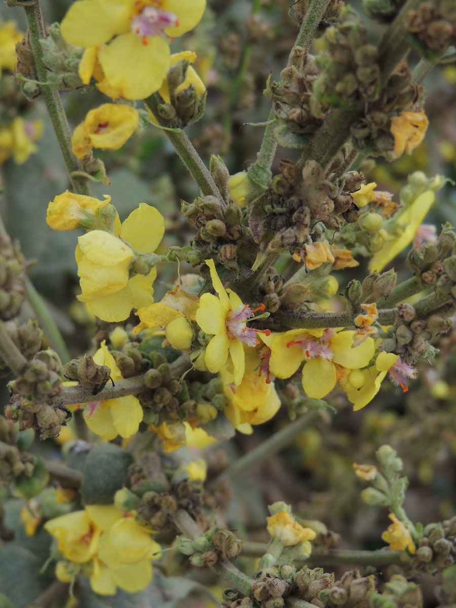 Scrophulariaceae Verbascum epixanthinum