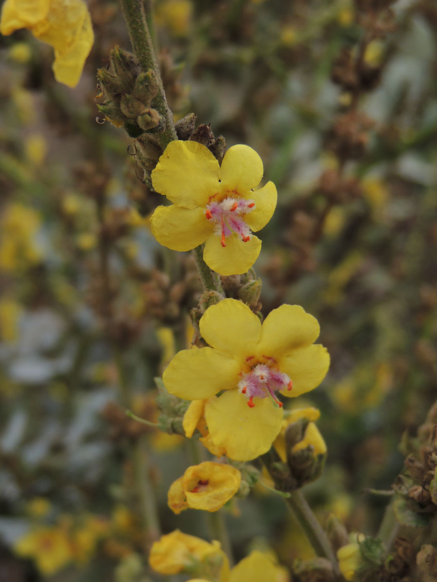 Scrophulariaceae Verbascum epixanthinum