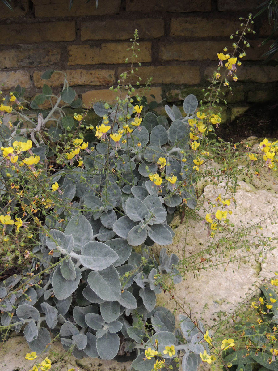 Scrophulariaceae Verbascum spodiotrichum
