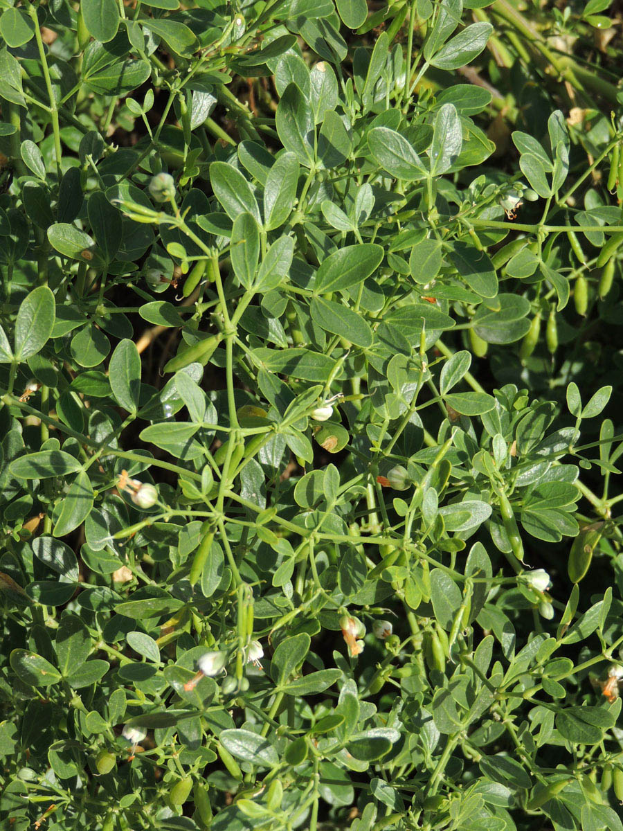 Zygophyllaceae Zygophyllum fabago