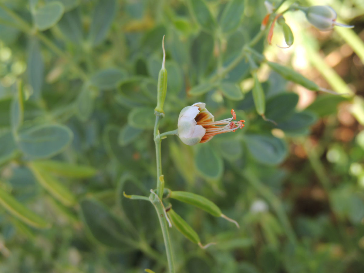Zygophyllaceae Zygophyllum fabago
