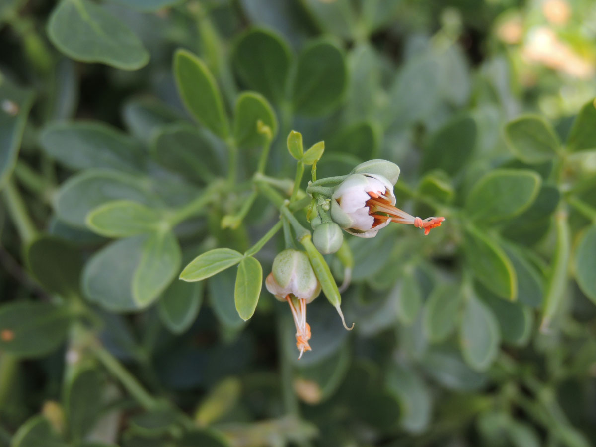 Zygophyllaceae Zygophyllum fabago