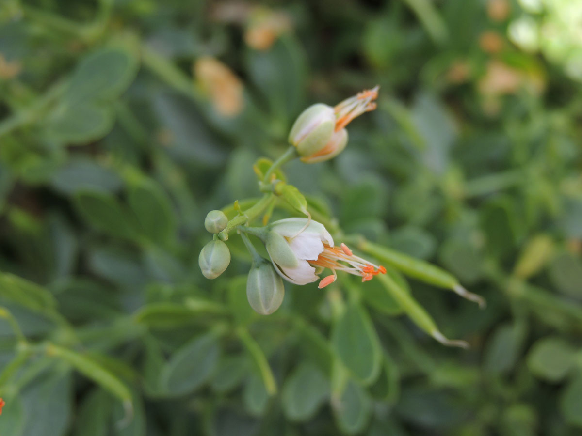 Zygophyllaceae Zygophyllum fabago