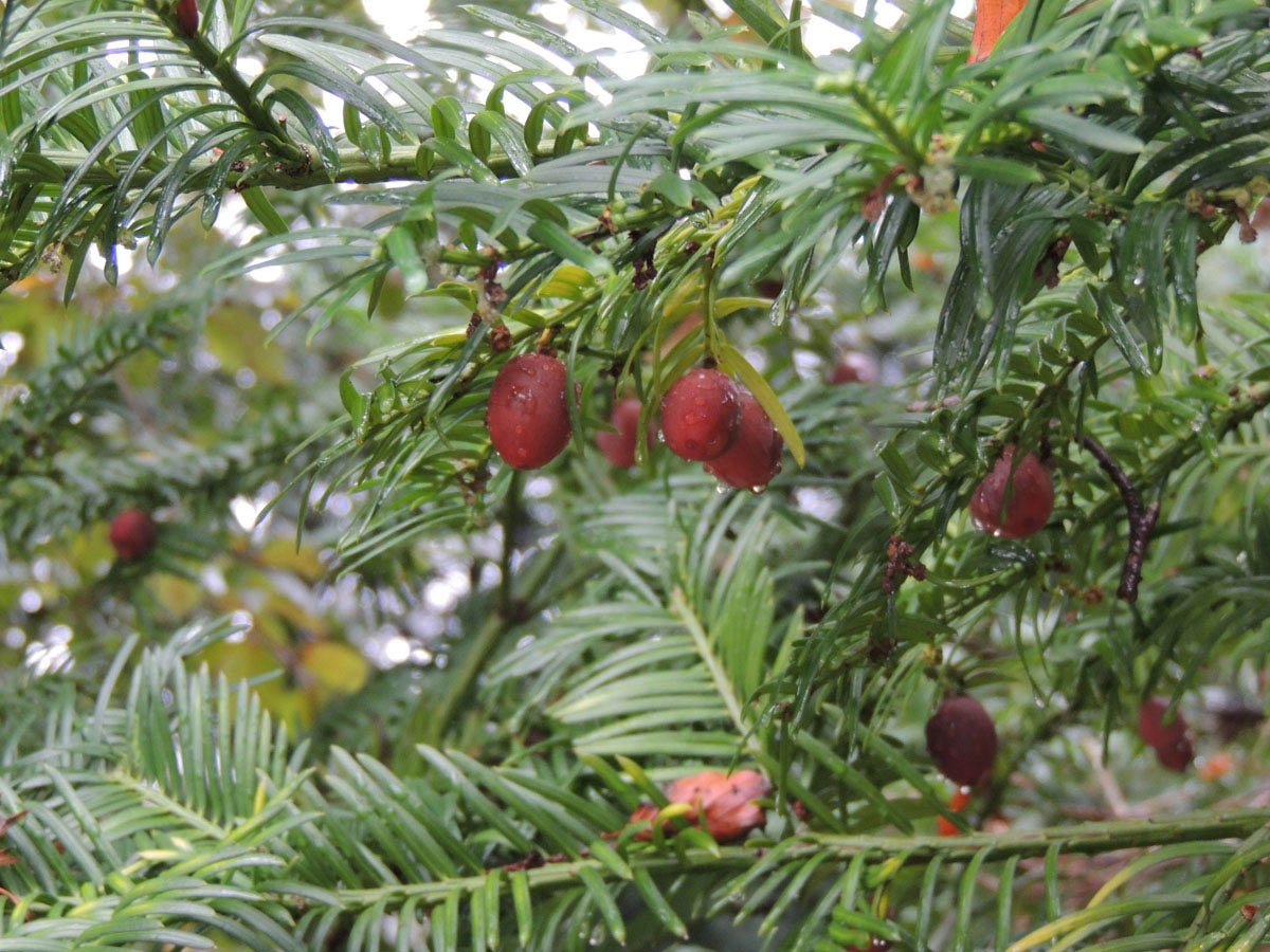 Cephalotaxaceae Cephalotaxus harringtonia
