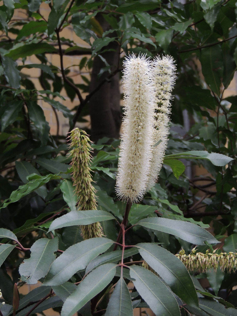 Cunoniaceae Cunonia capensis
