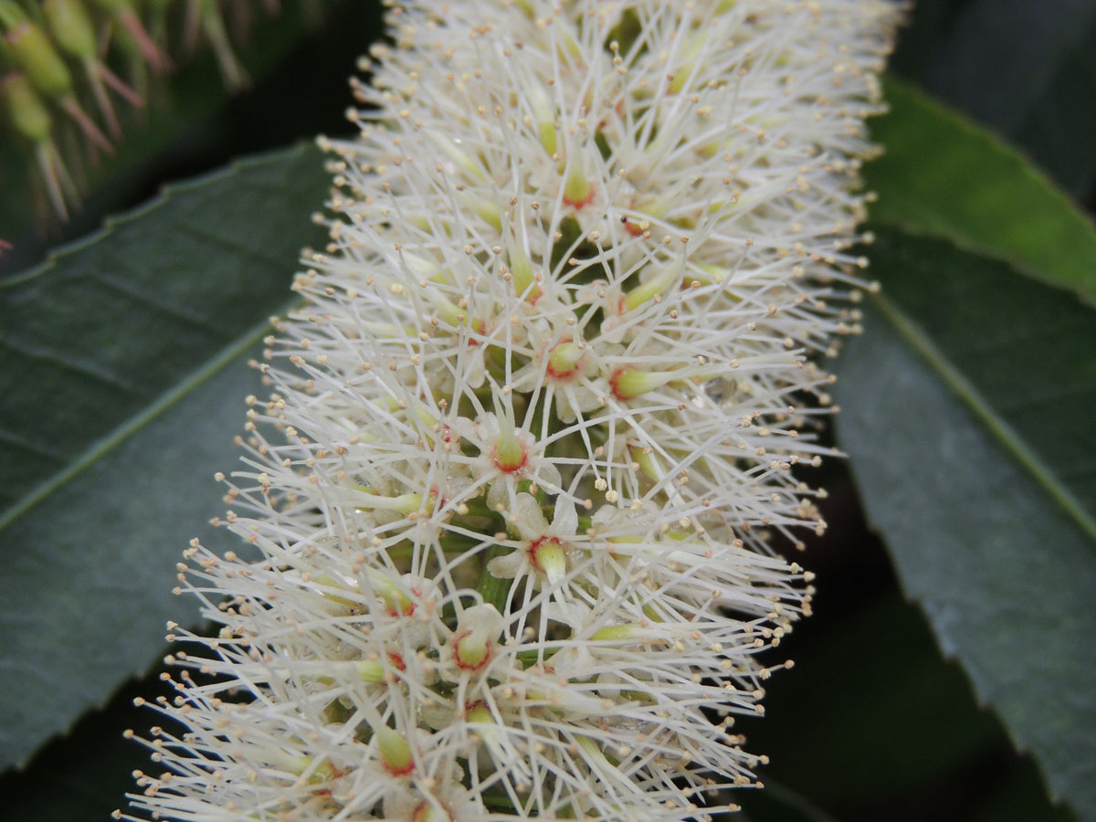 Cunoniaceae Cunonia capensis
