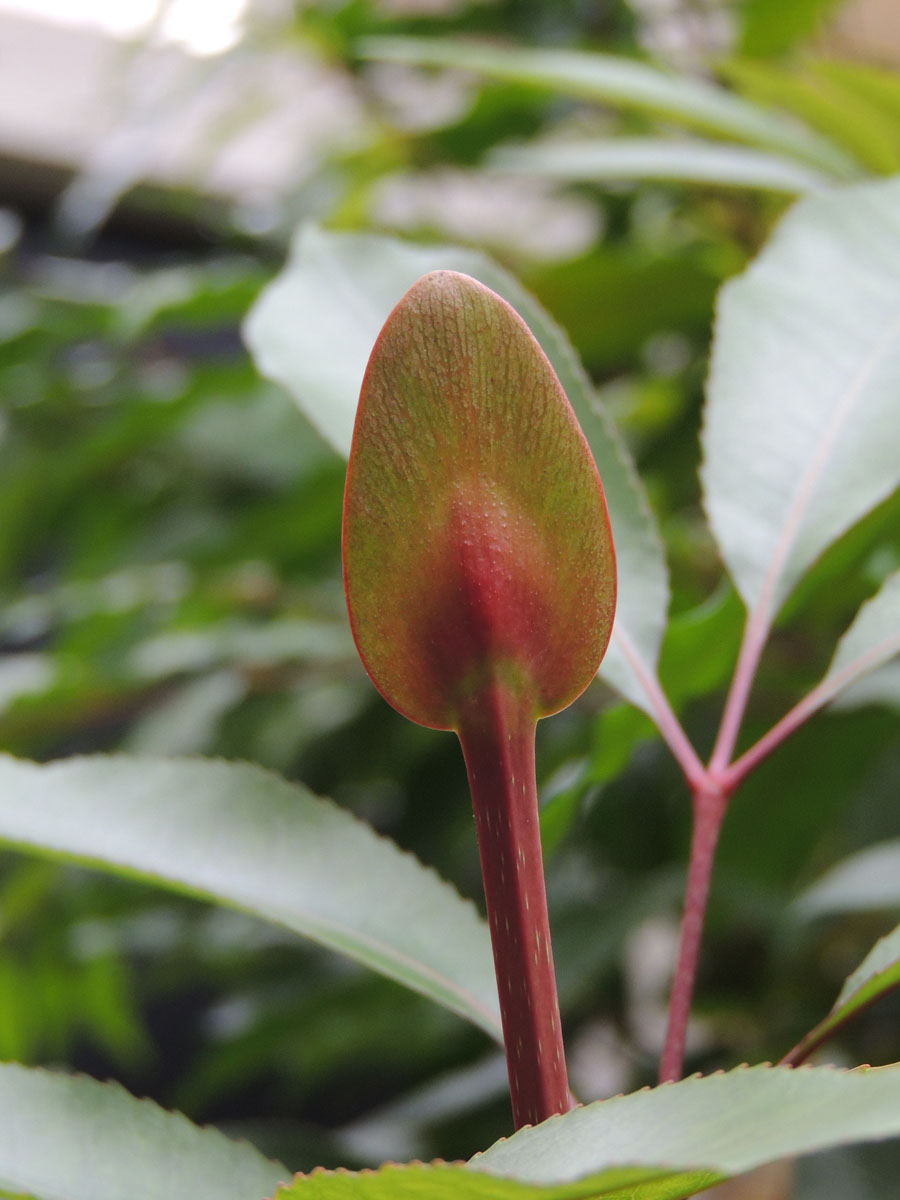 Cunoniaceae Cunonia capensis