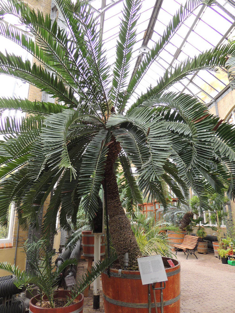 Zamiaceae Encephalartos altensteinii