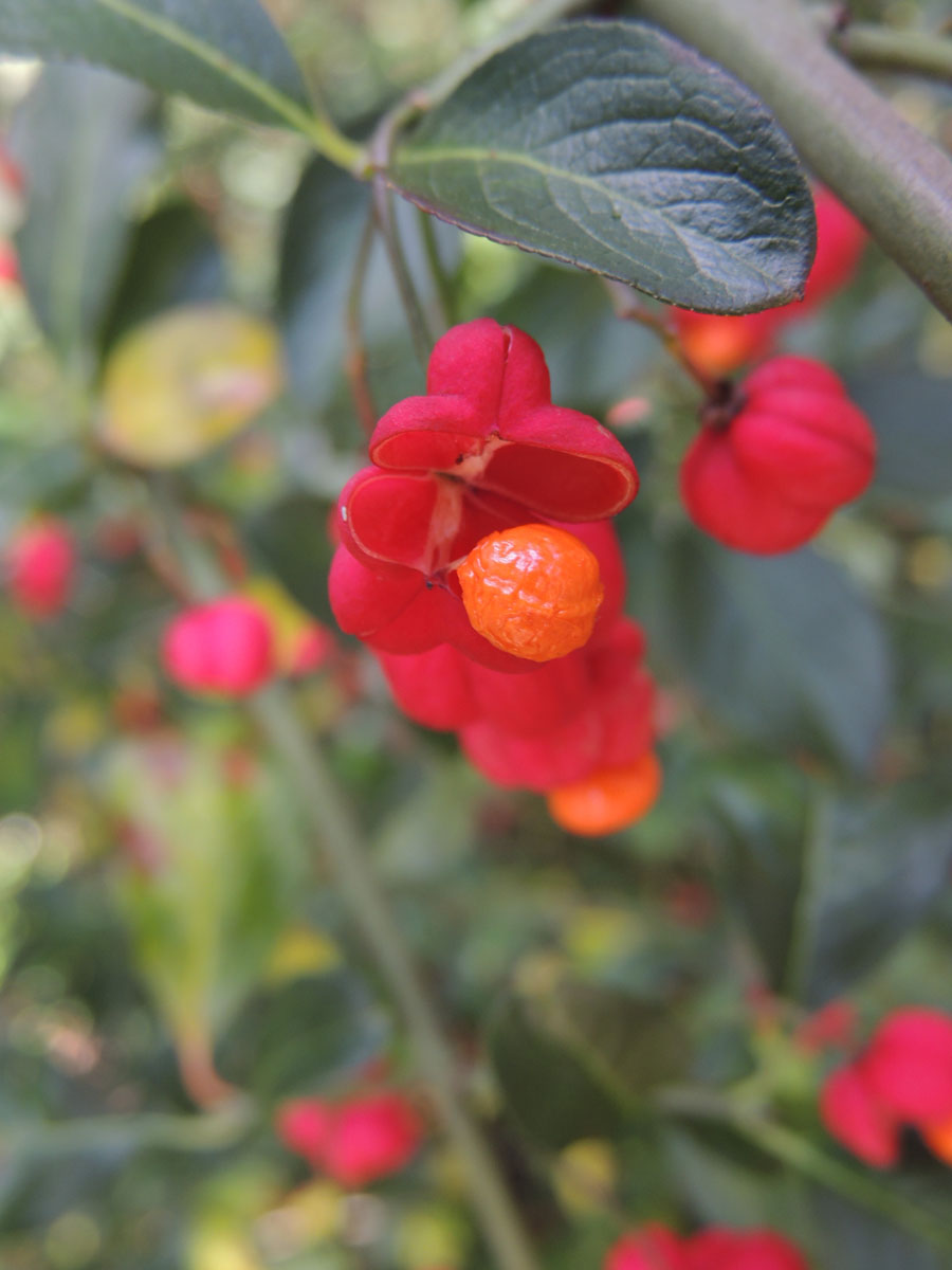 Celastraceae Euonymus 