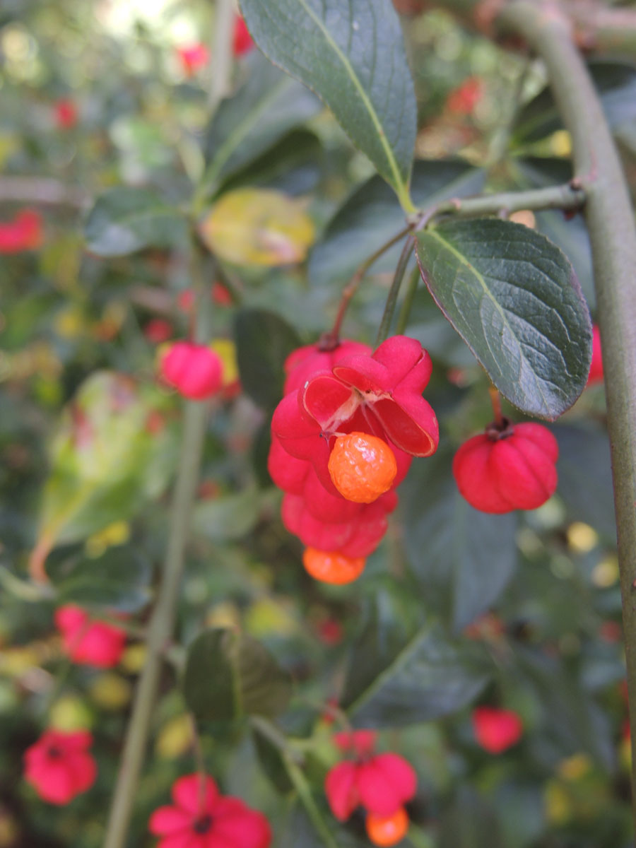 Celastraceae Euonymus 