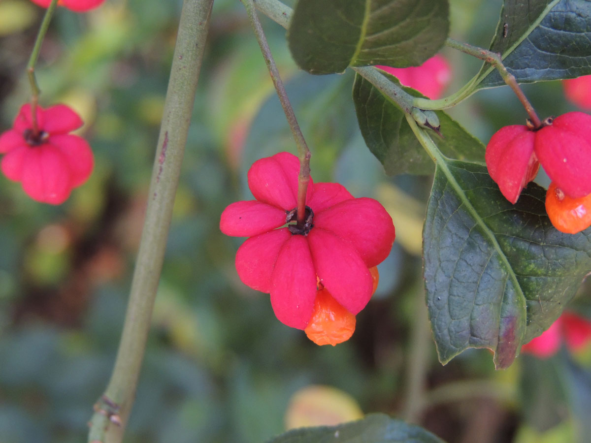 Celastraceae Euonymus 