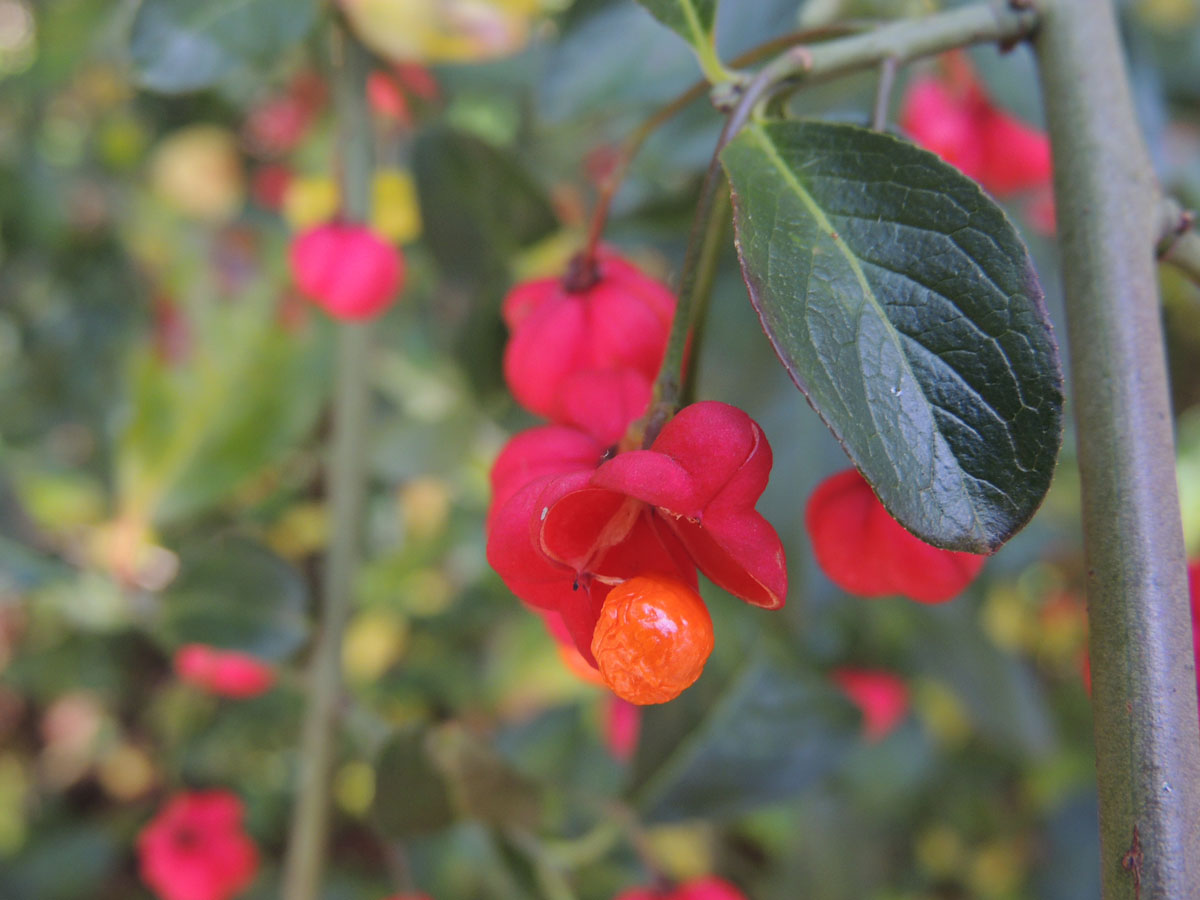 Celastraceae Euonymus 