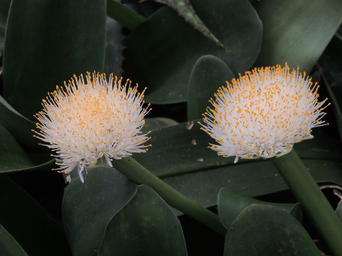 Amaryllidaceae Haemanthus albiflos