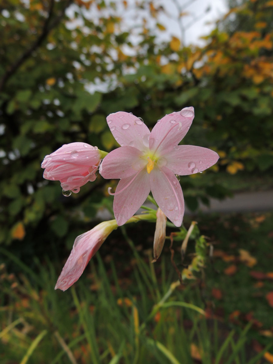 Iridaceae Hesperantha coccinea