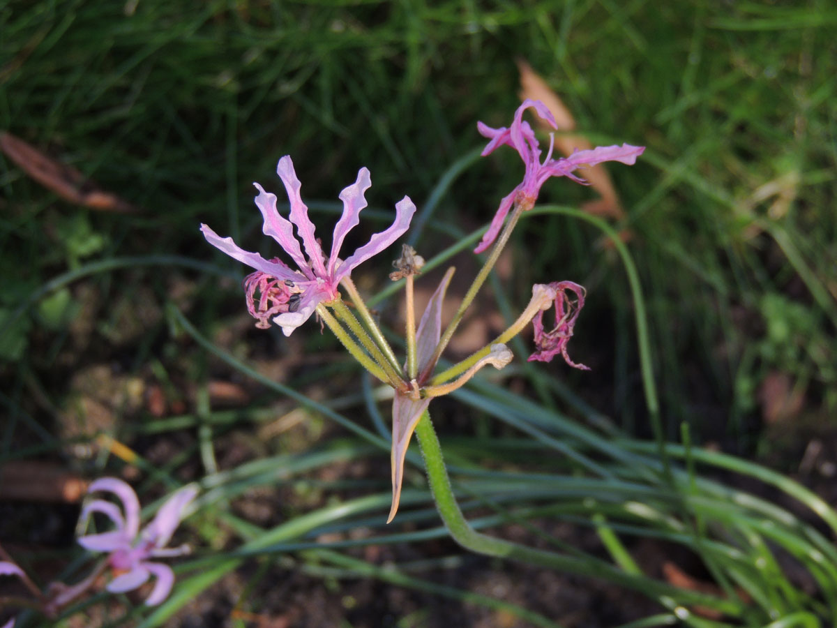 Amaryllidaceae Nerine filifolia