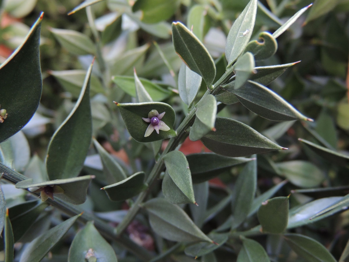 Asparagaceae Ruscus aculeatus