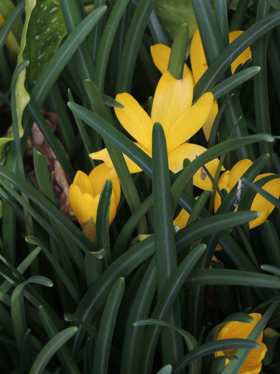 Amaryllidaceae Sternbergia lutea