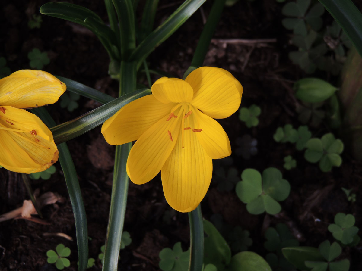 Amaryllidaceae Sternbergia lutea