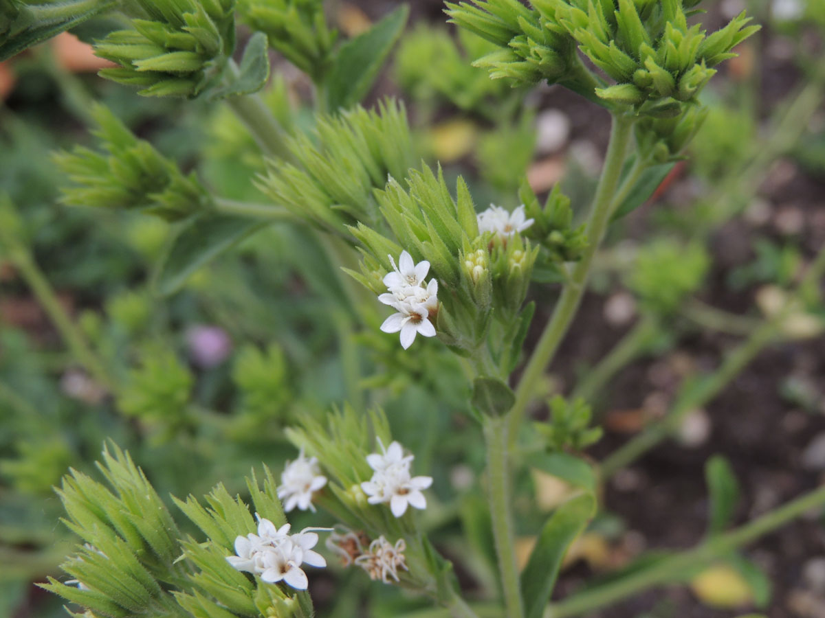 Asteraceae Stevia rebaudiana