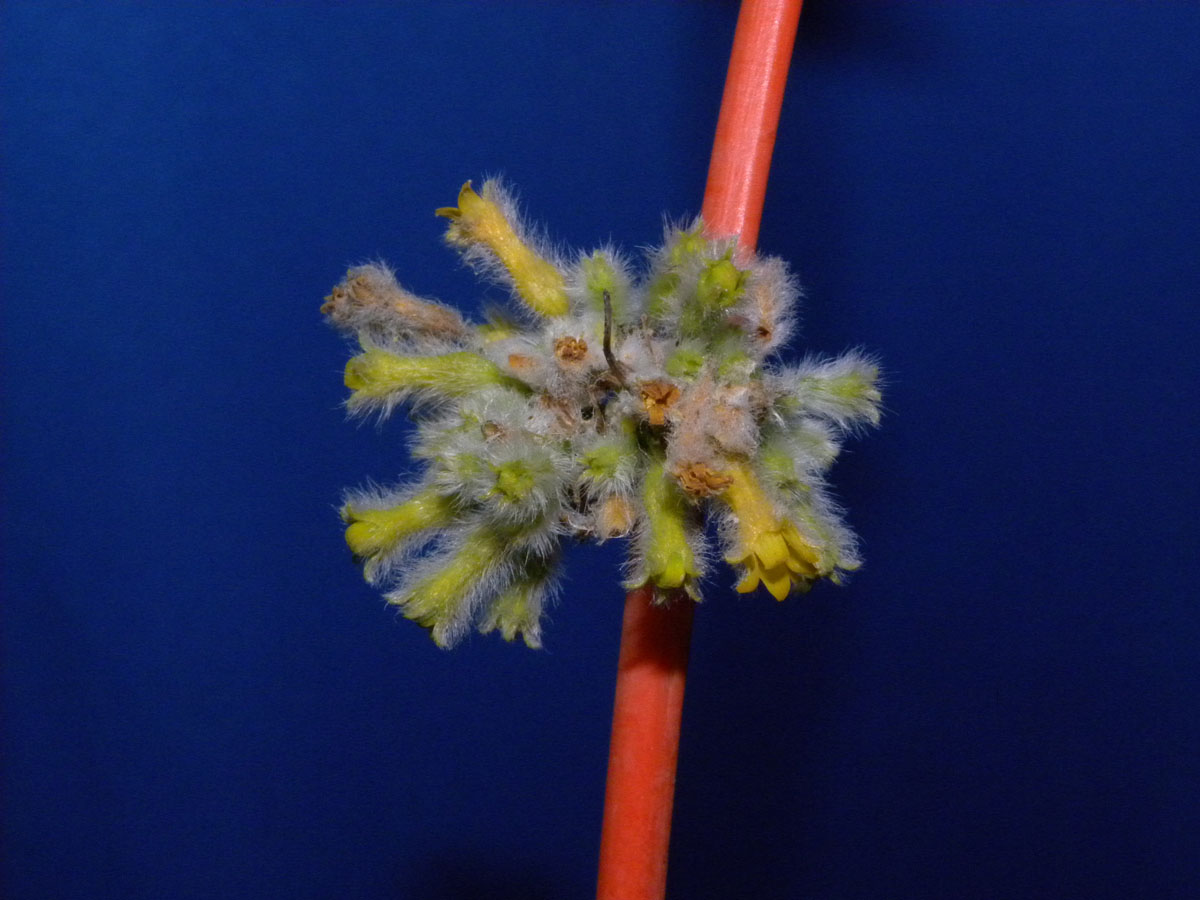 Cucurbitaceae Apodanthera villosa