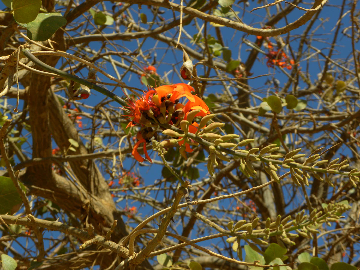 Fabaceae Erythrina velutina