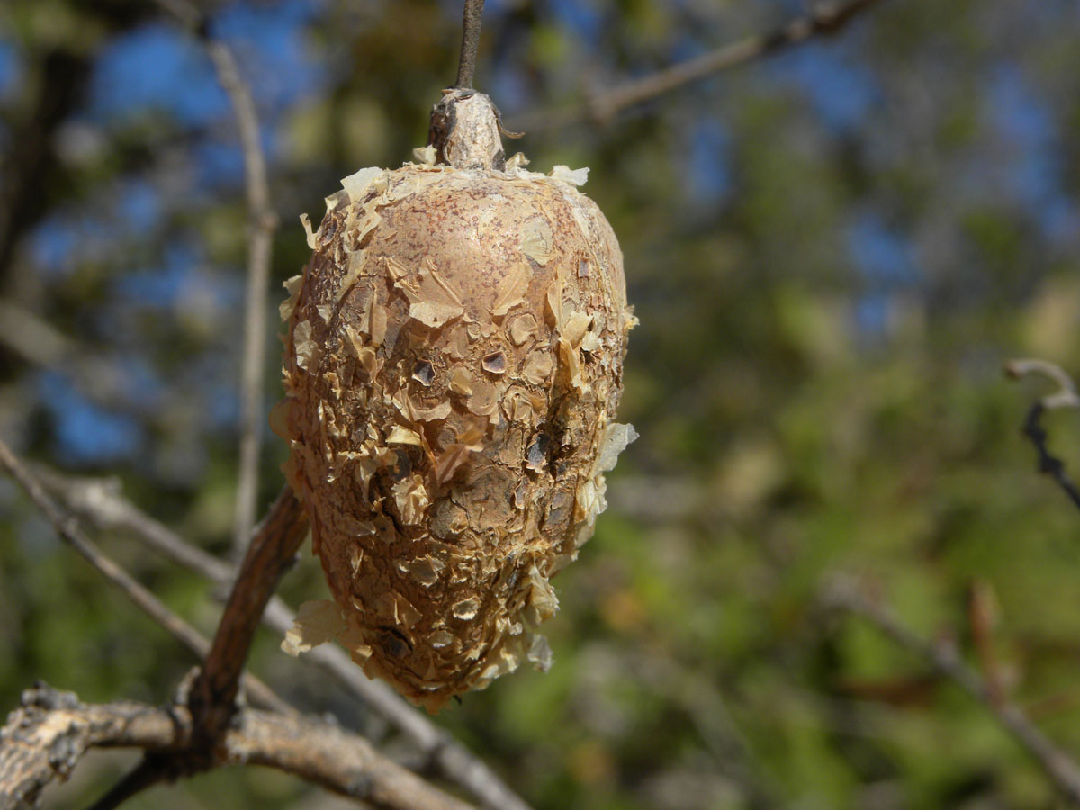Vochysiaceae Qualea parviflora