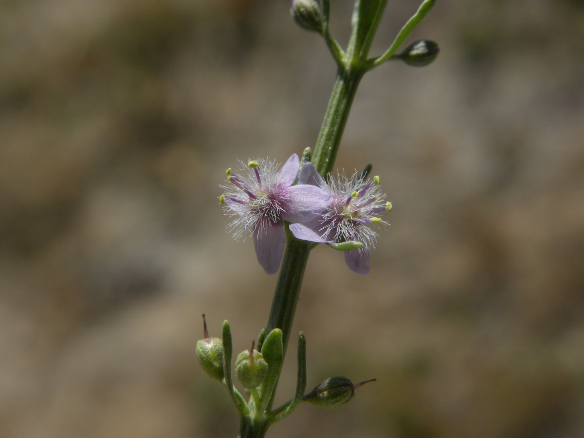 Plantaginaceae Scoparia dulcis
